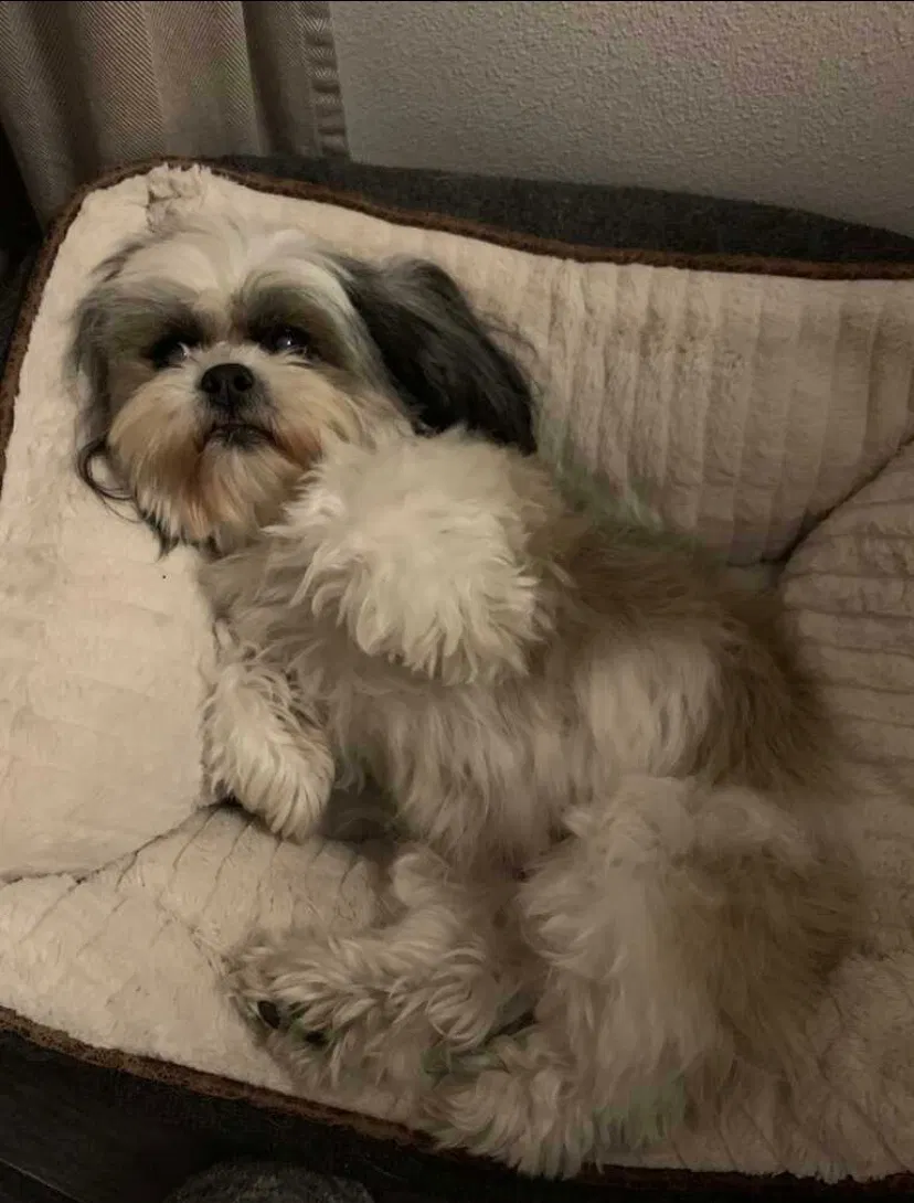 Lost dog in Santa Ana, CA, 92701