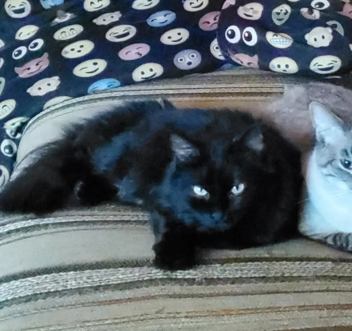 Lost cat in Atlantic, IA, 50022