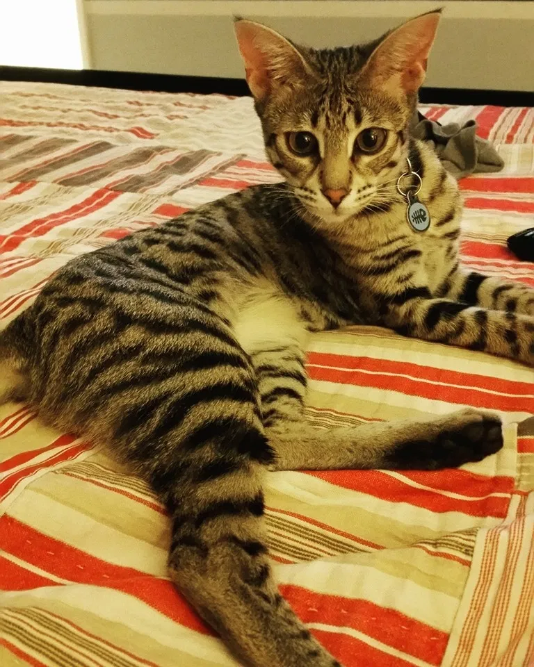 Lost cat in Valley Park, MO, 63088