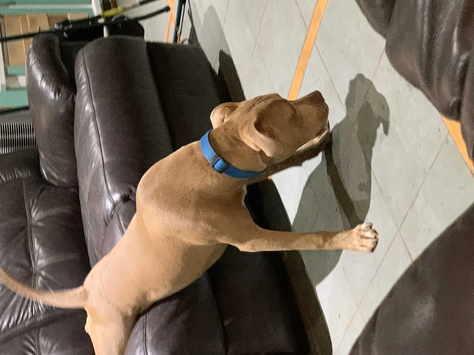 Lost dog in Enola, AR, 72047