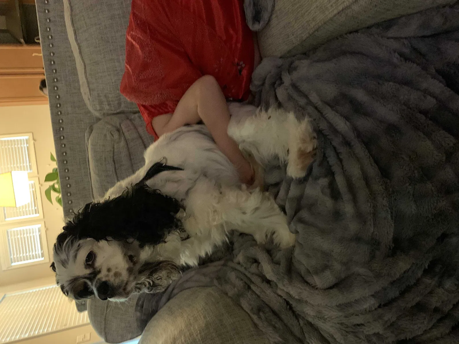 Lost dog in Woodstock, GA, 30188