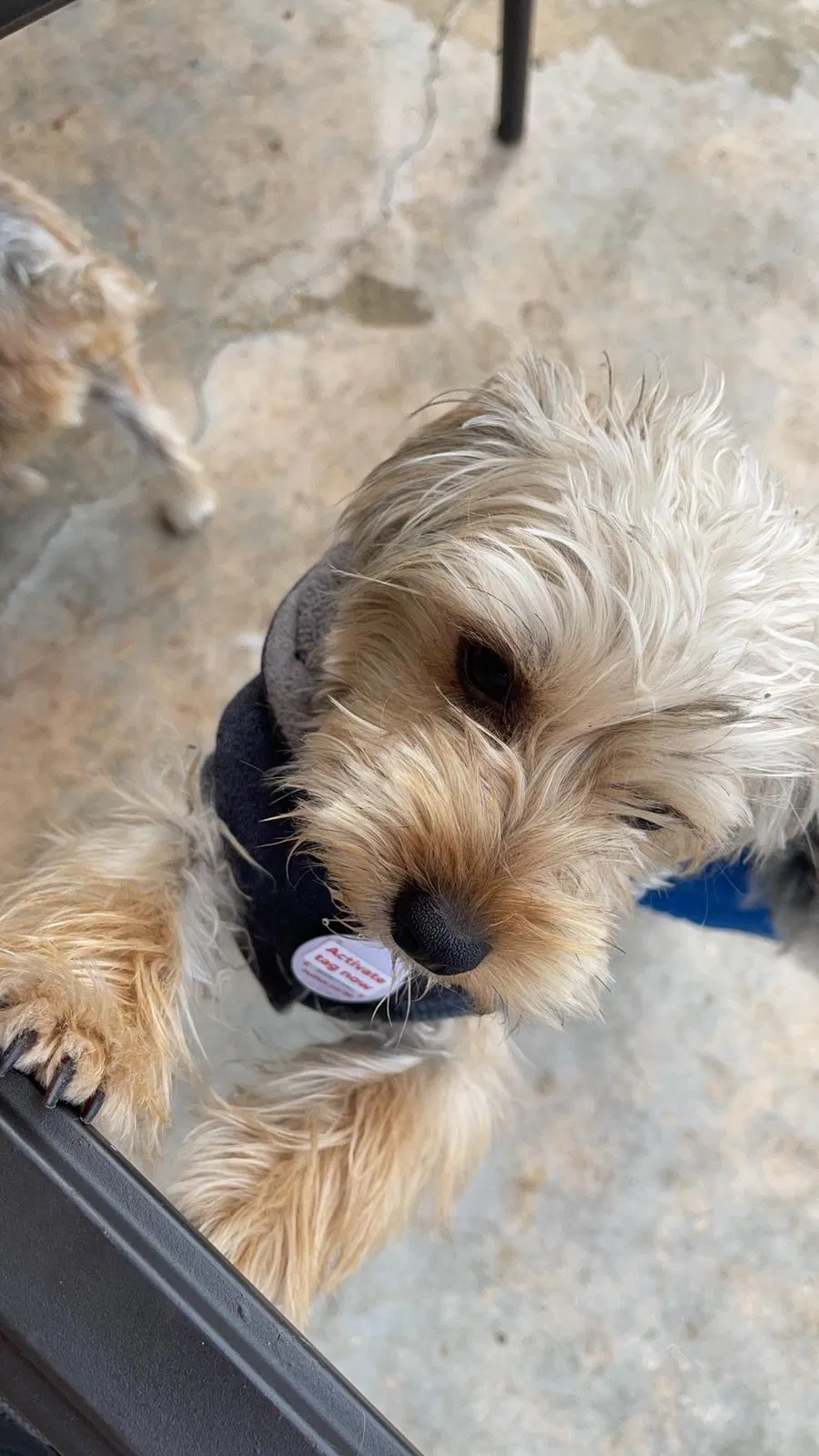 Lost dog in Miami, FL, 33125