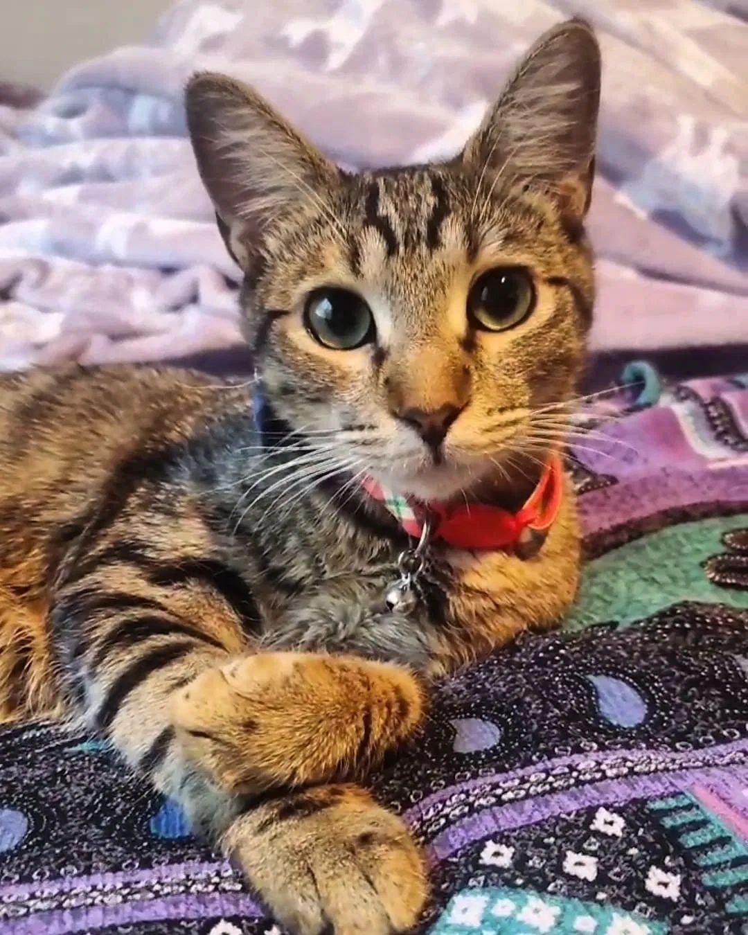 Lost cat in Queen Creek, AZ, 85142