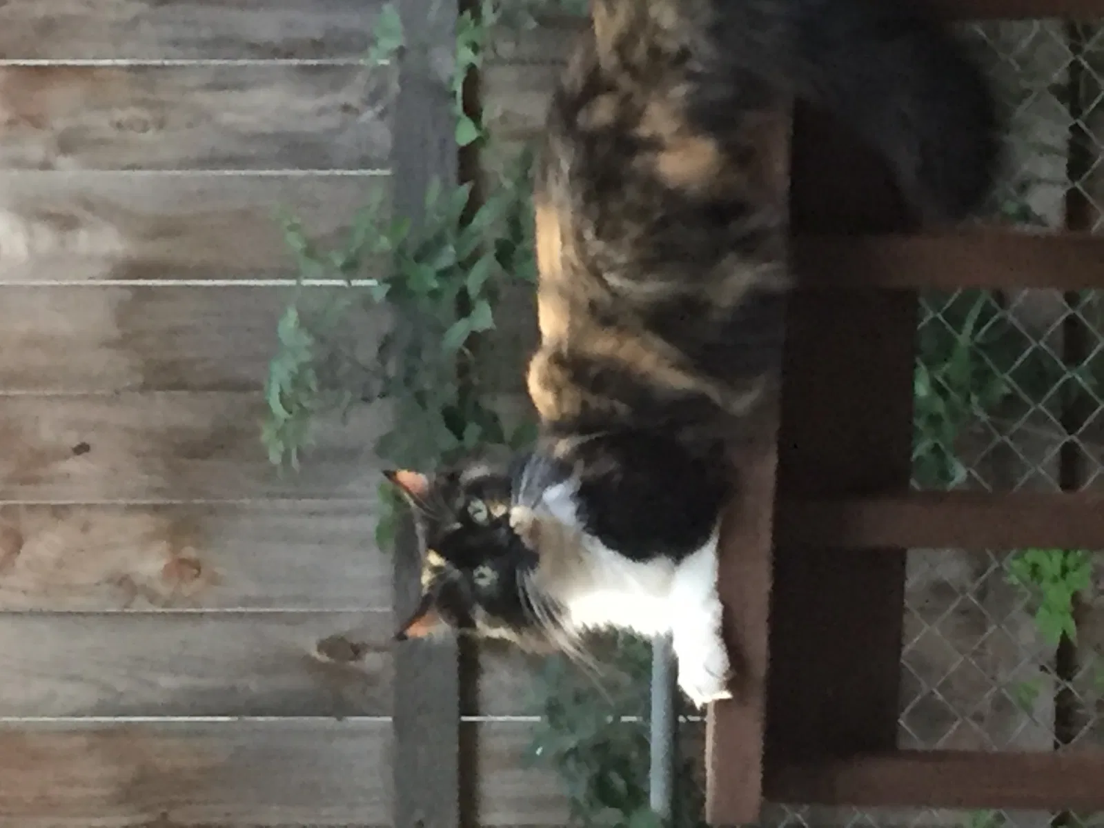 Lost cat in Austin, TX, 78704