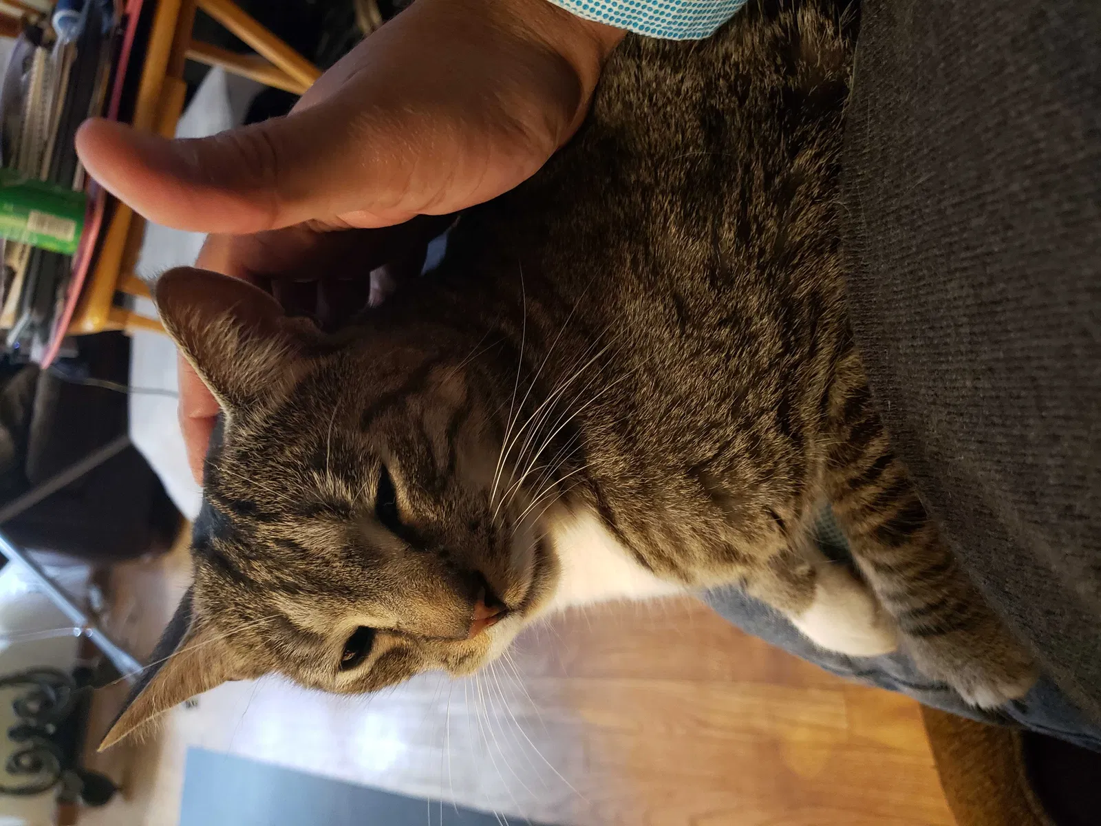 Lost cat in Westland, MI, 48185