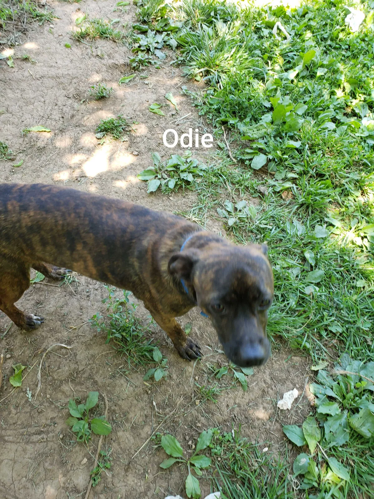 Lost dog in Radcliff, KY, 40160