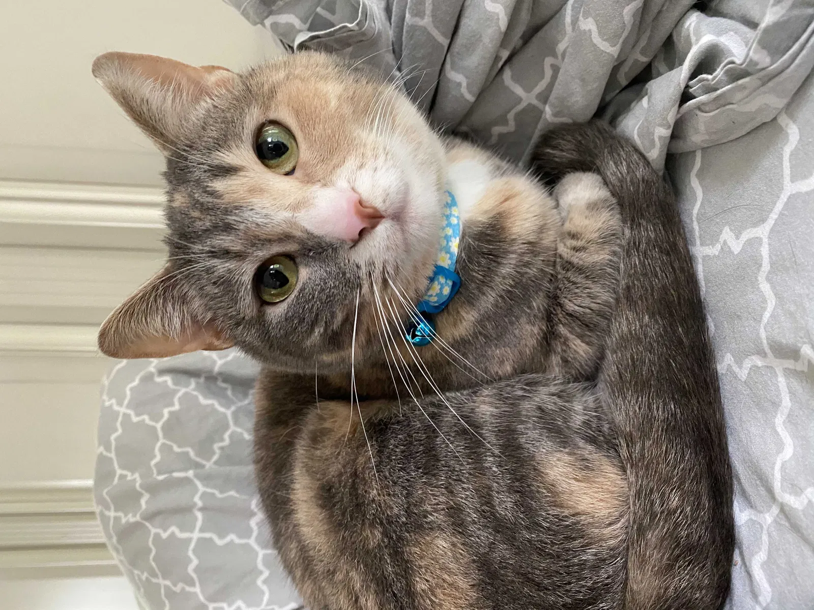 Lost cat in Imperial, PA, 15126