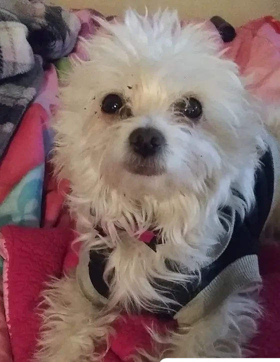 Lost dog in Albuquerque, NM, 87105