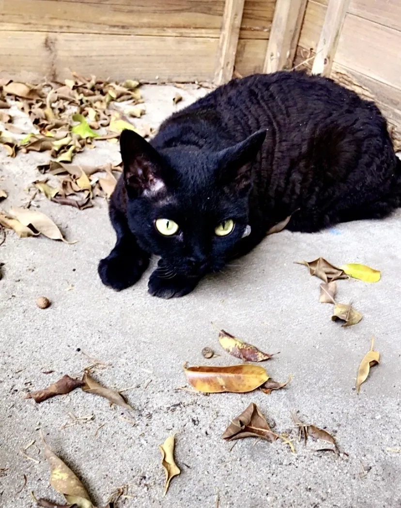 Lost cat in Simi Valley, CA, 93065