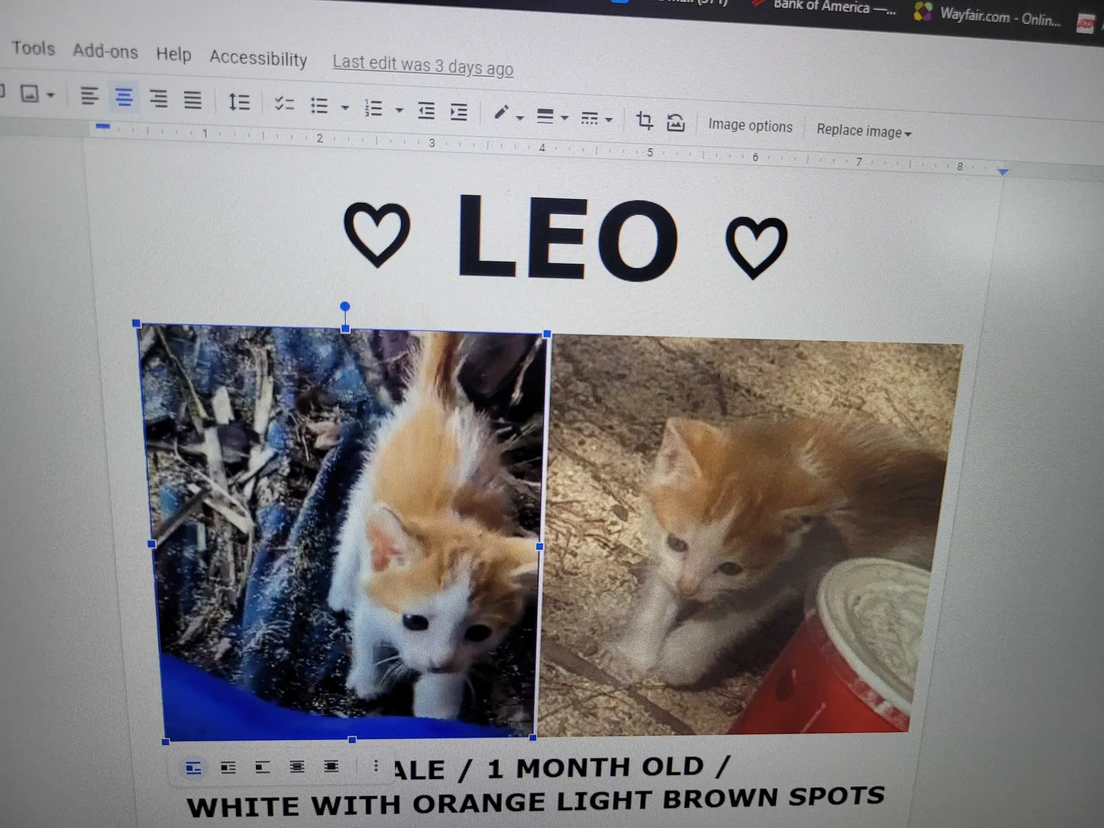 Missing Cat