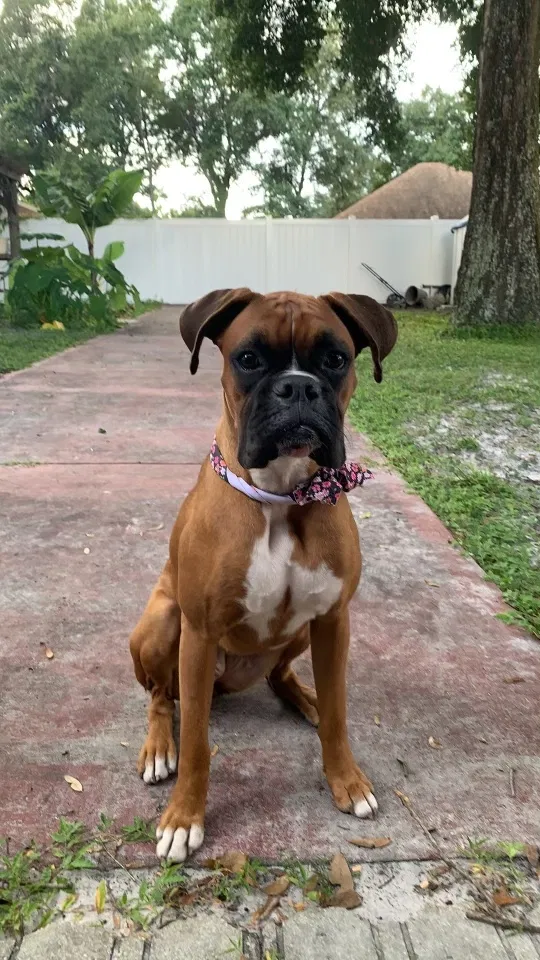 Lost dog in Tampa, FL, 33612