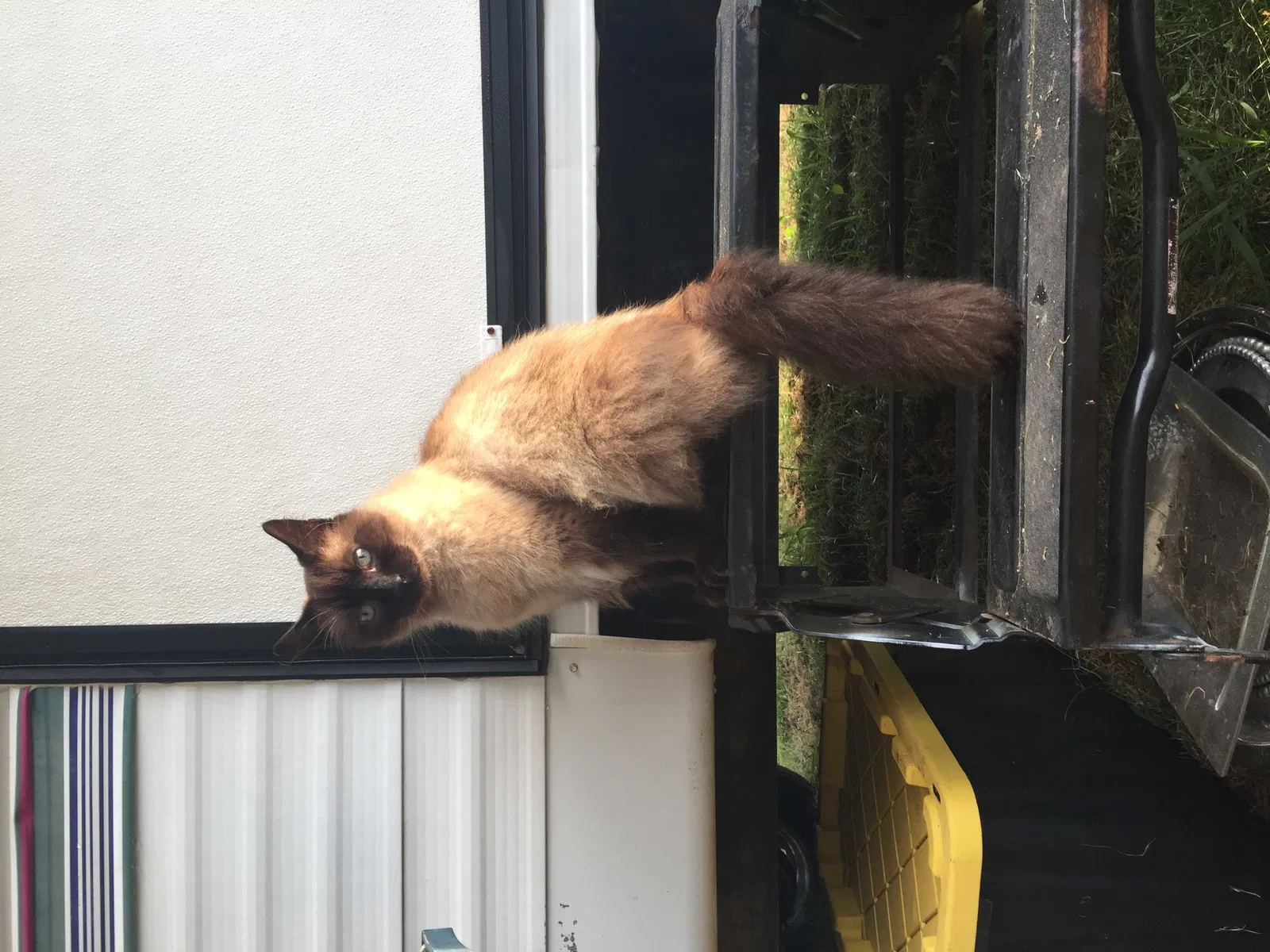 Lost cat in Hartsville, IN, 47244