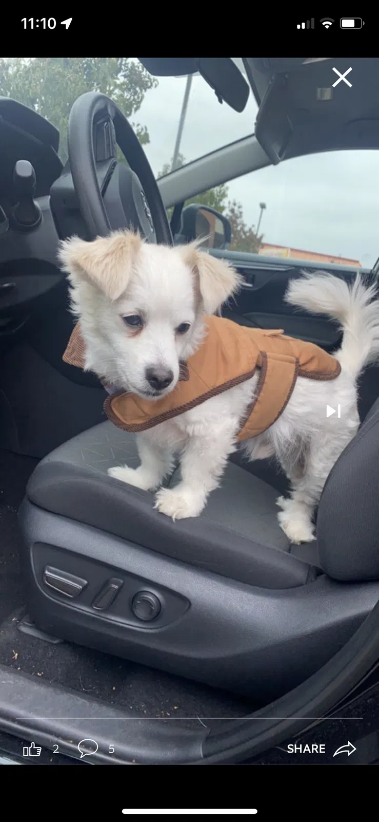 Lost dog in Bakersfield, CA, 93311