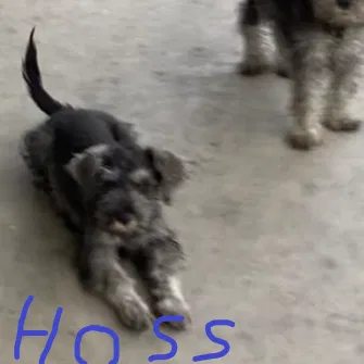 Lost dog in Whittier, CA, 90604