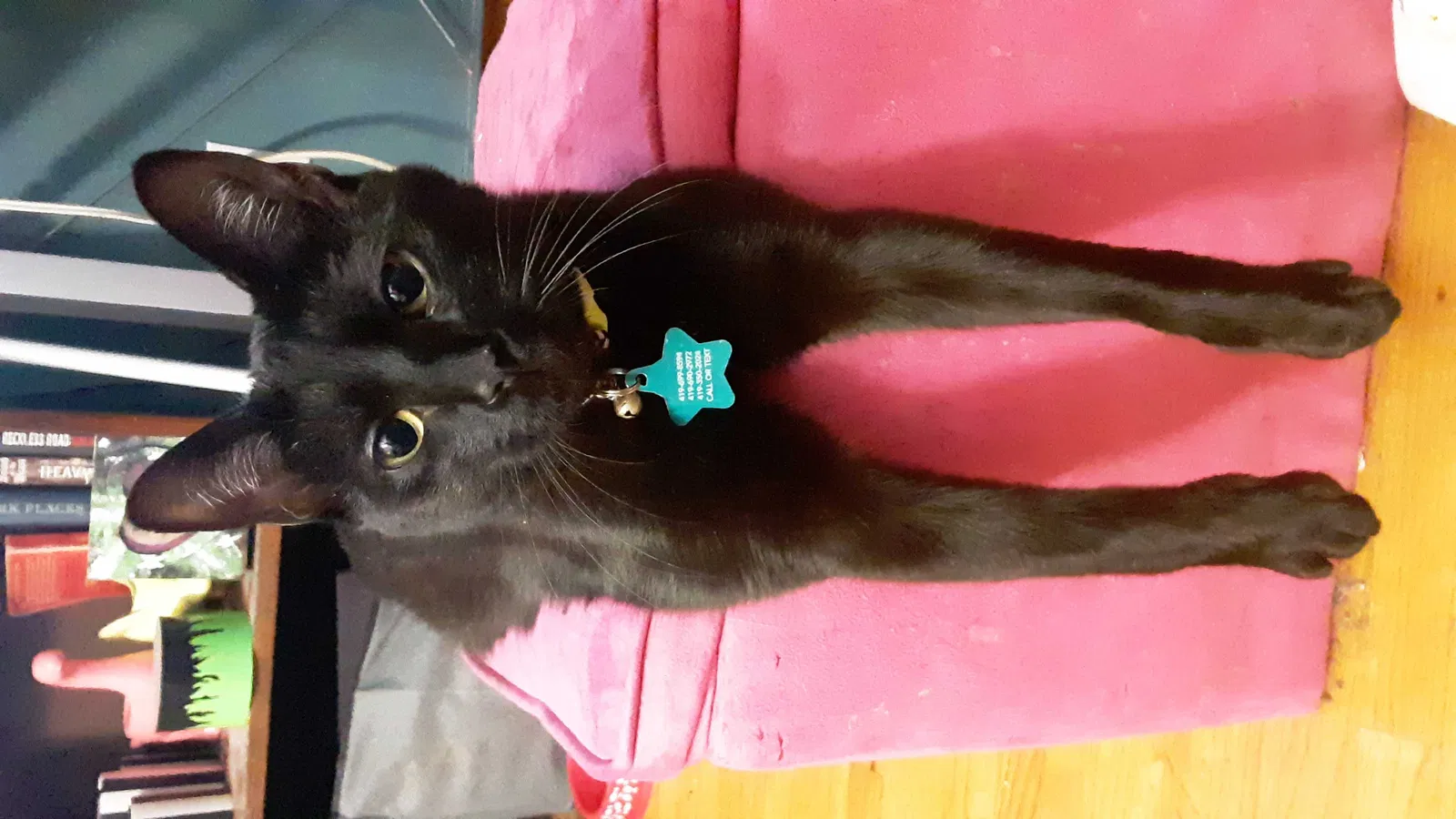 Lost cat in Toledo, OH, 43612