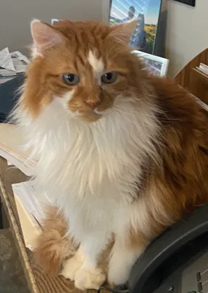 Lost cat in Unknown, NC, 0