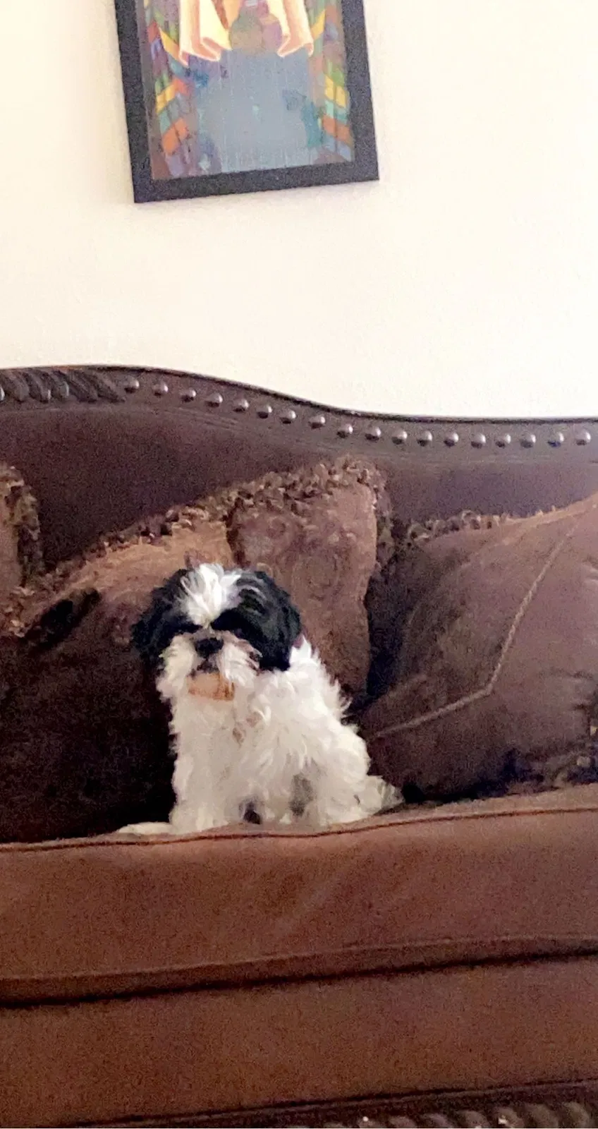 Lost dog in Rio Rancho, NM, 87144