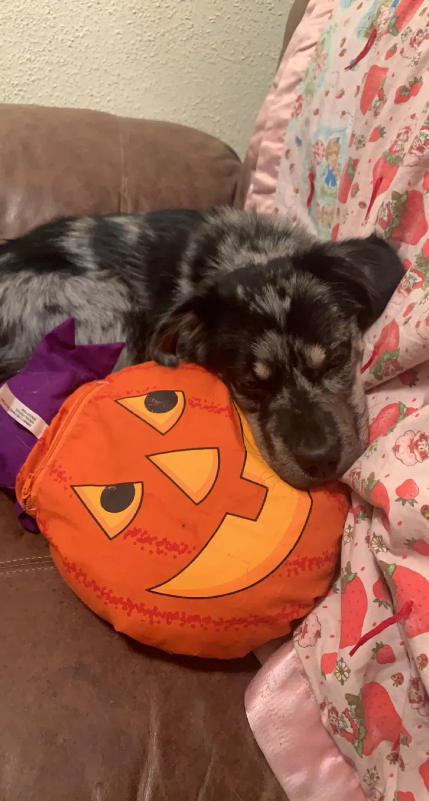 Lost dog in Newton, KS, 67114