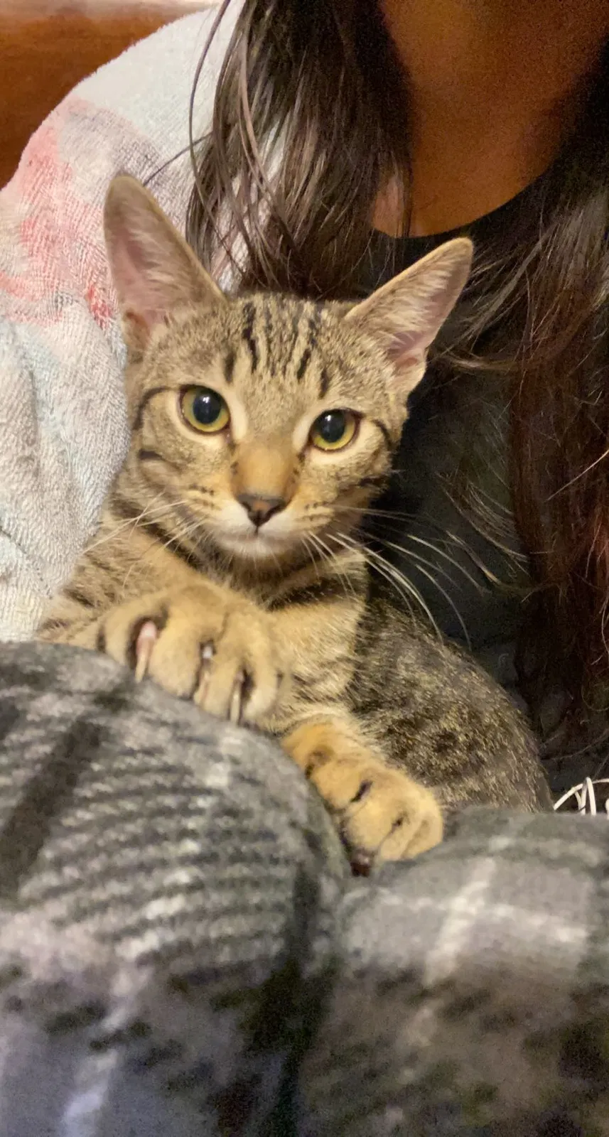 Lost cat in Mission Viejo, CA, 92691