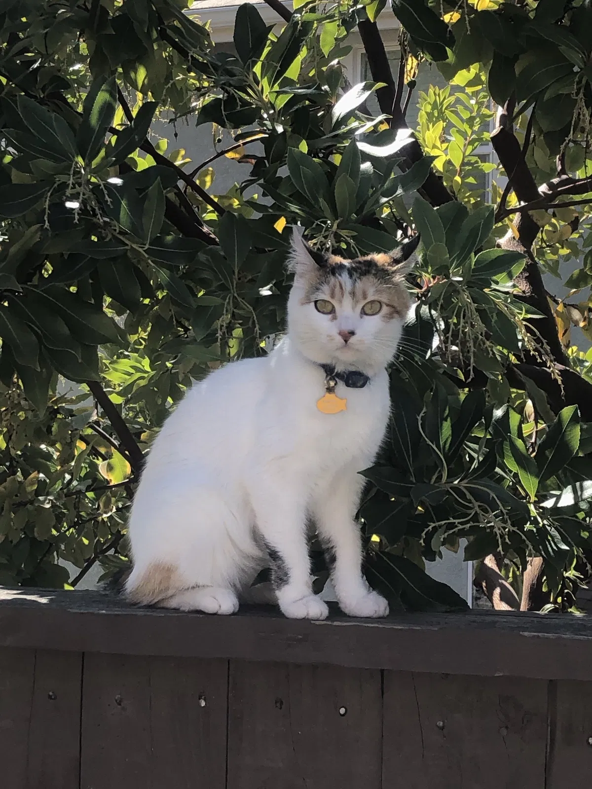 Lost cat in Rocklin, CA, 95765