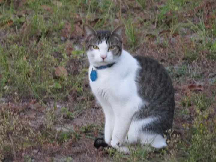 Found cat in Folkston, GA, 31537