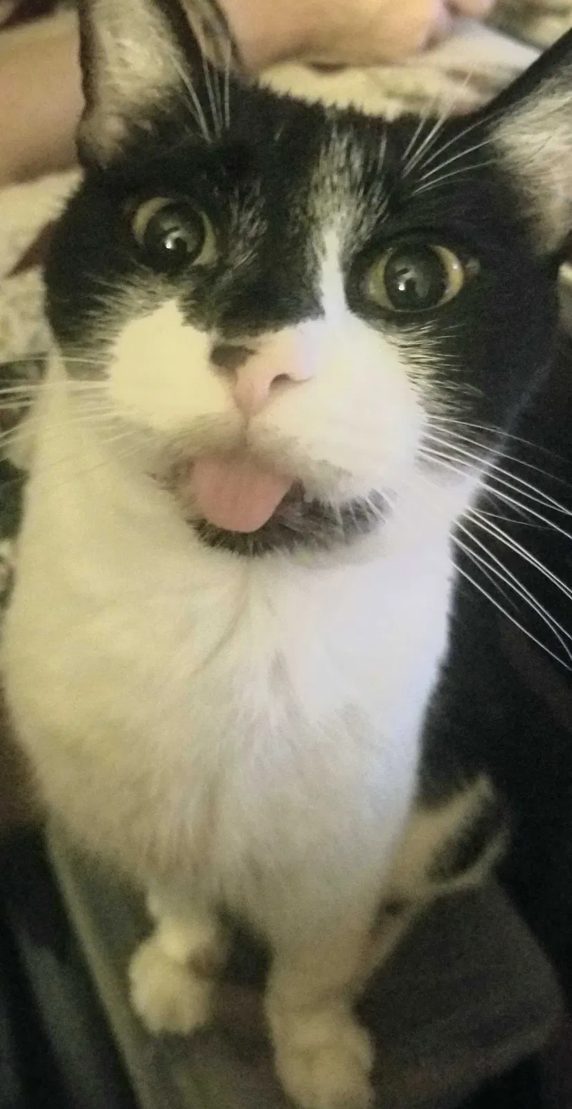 Lost cat in San Antonio, TX, 78228