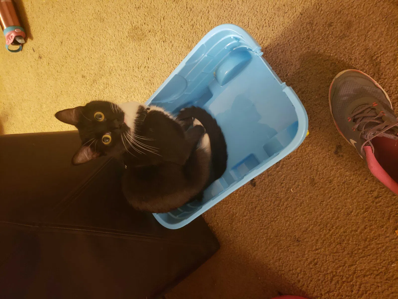 Lost cat in Marysville, WA, 98271