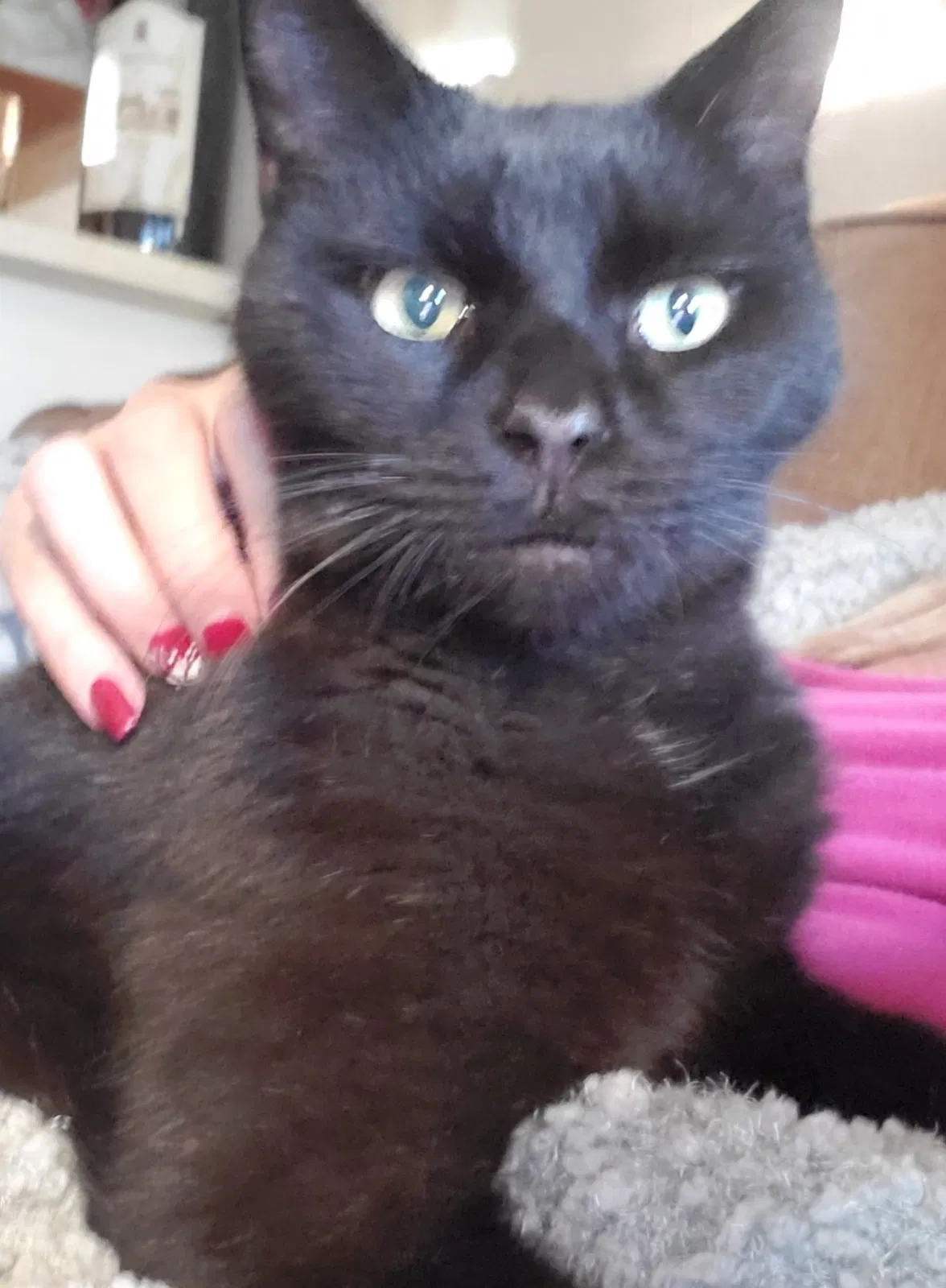 Found cat in Phoenix, AZ, 85024