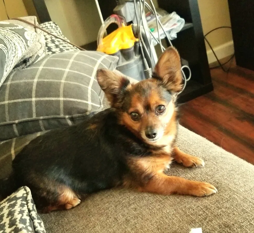 Lost dog in Bakersfield, CA, 93309