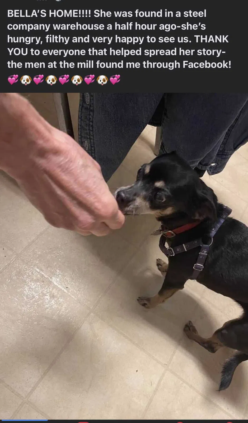 Found dog in New Castle, PA, 16101