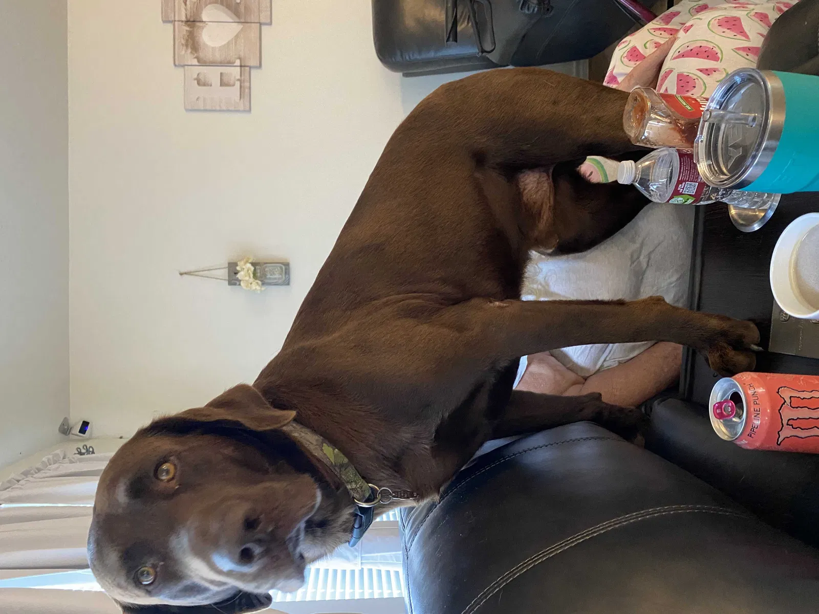 Lost dog in Dayton, TX, 77535