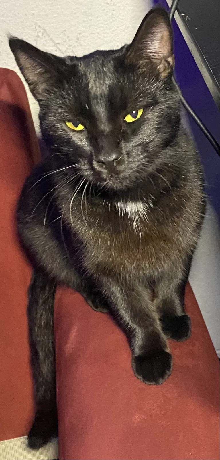 Found cat in San Ramon, CA, 94582