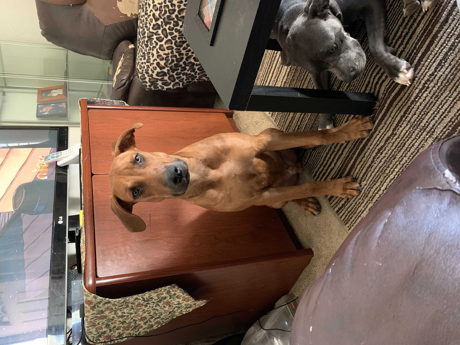 Lost dog in Killeen, TX, 76543