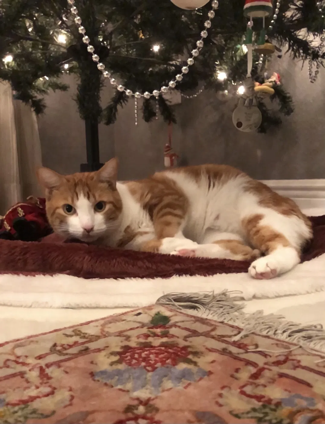 Lost cat in Pembroke Pines, FL, 33028