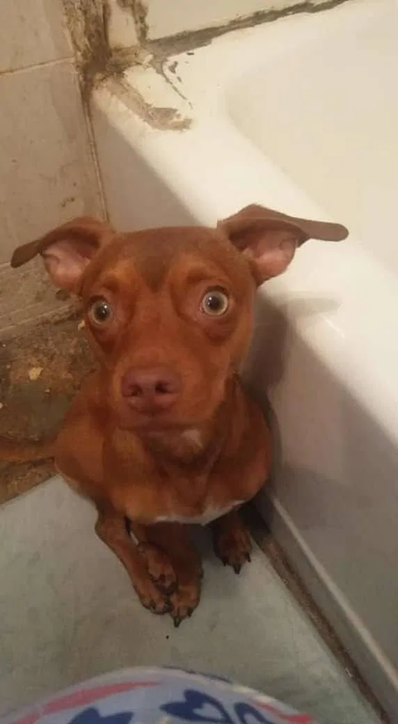 Lost dog in Frederick, OK, 73542