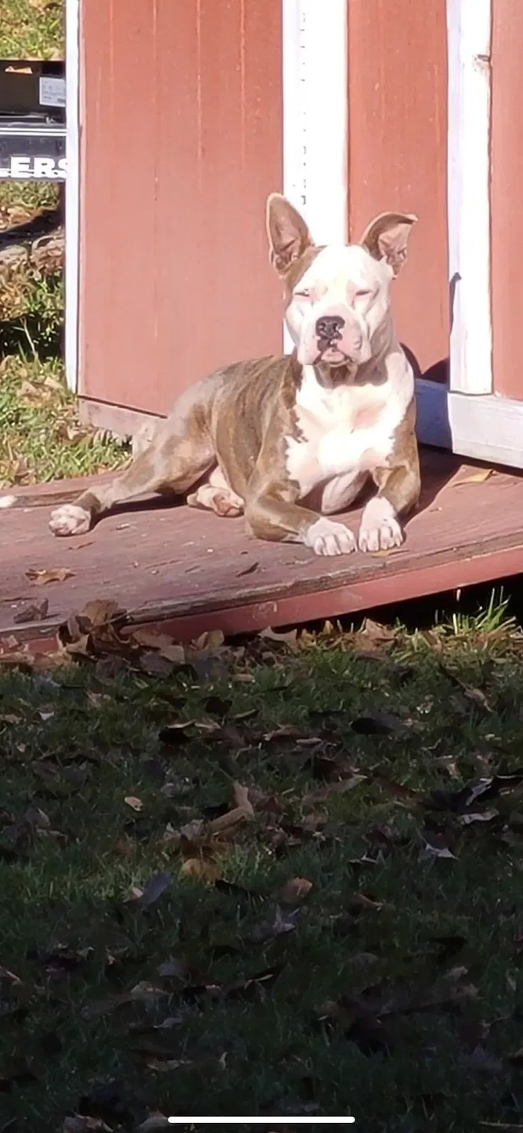 Found dog in Baker, LA, 70714