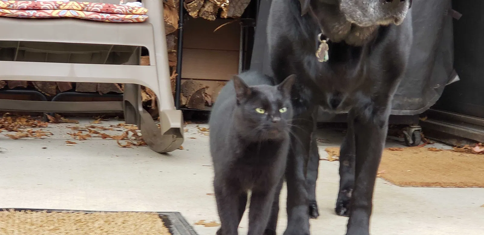 Found cat in West Farmington, OH, 44491