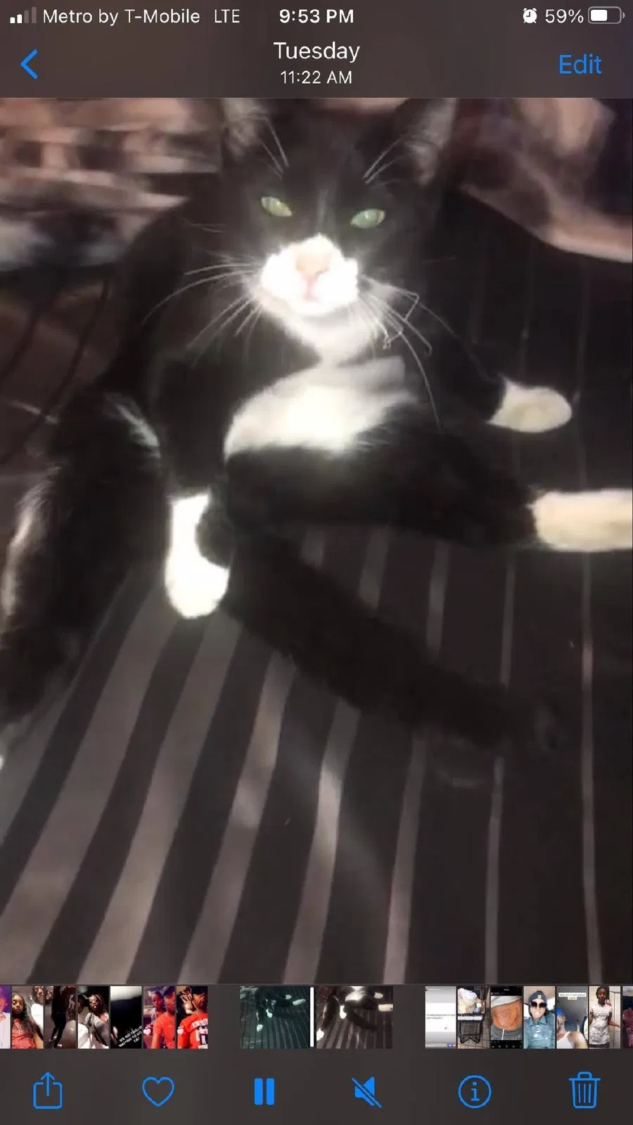 Lost cat in Dallas, TX, 75243