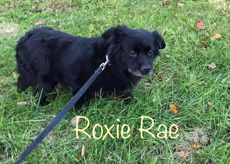 Lost dog in Dayton, OH, 45458