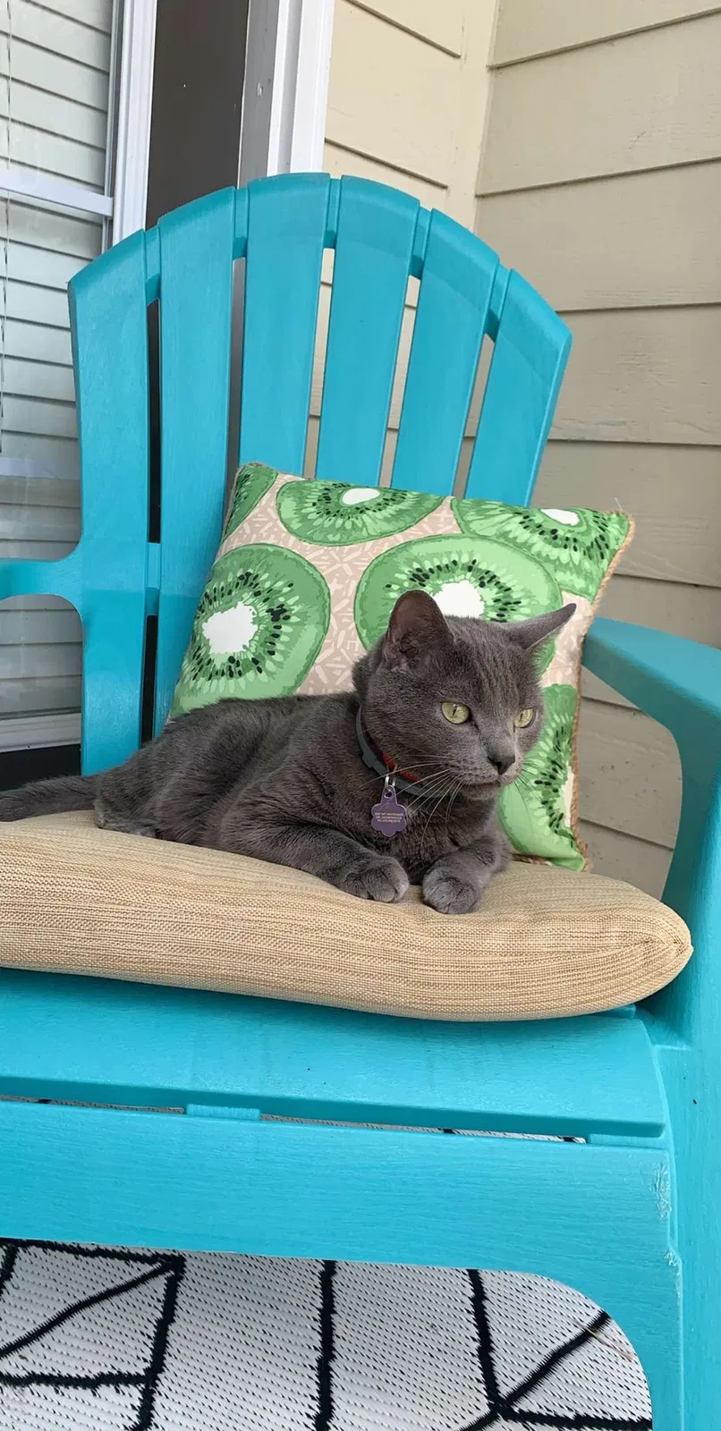 Lost cat in Atlanta, GA, 30329