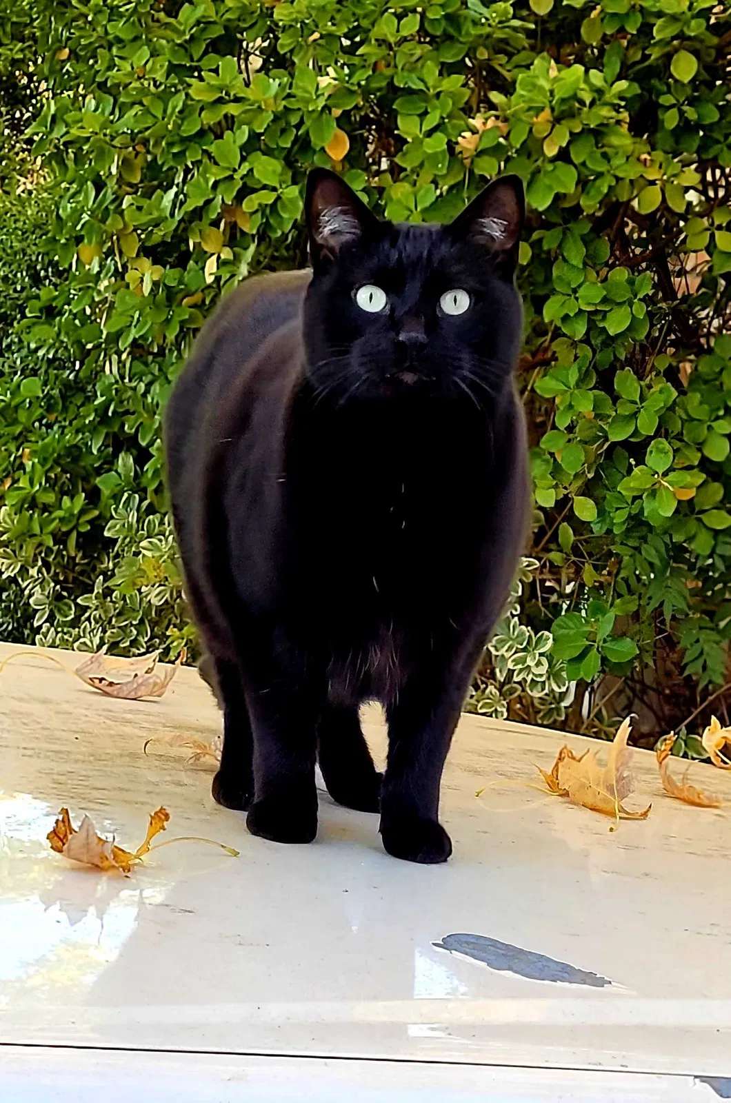 Lost cat in Euless, TX, 76040
