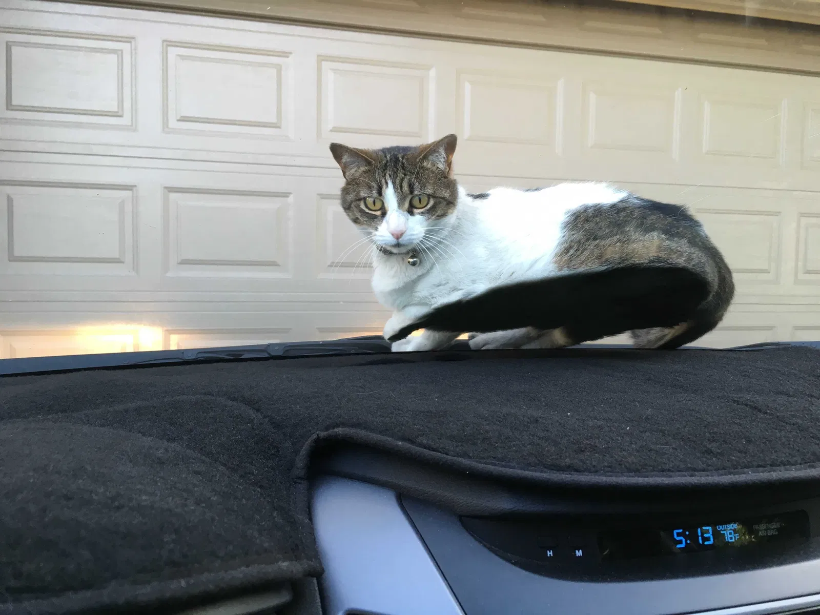 Lost cat in Litchfield Park, AZ, 85340