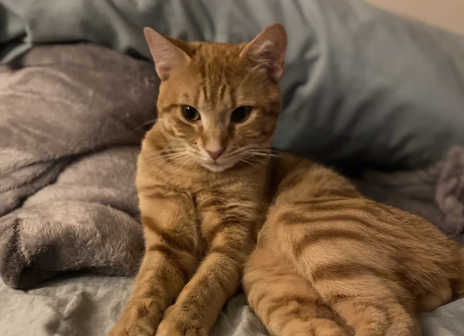 Lost cat in Columbus, OH, 43232