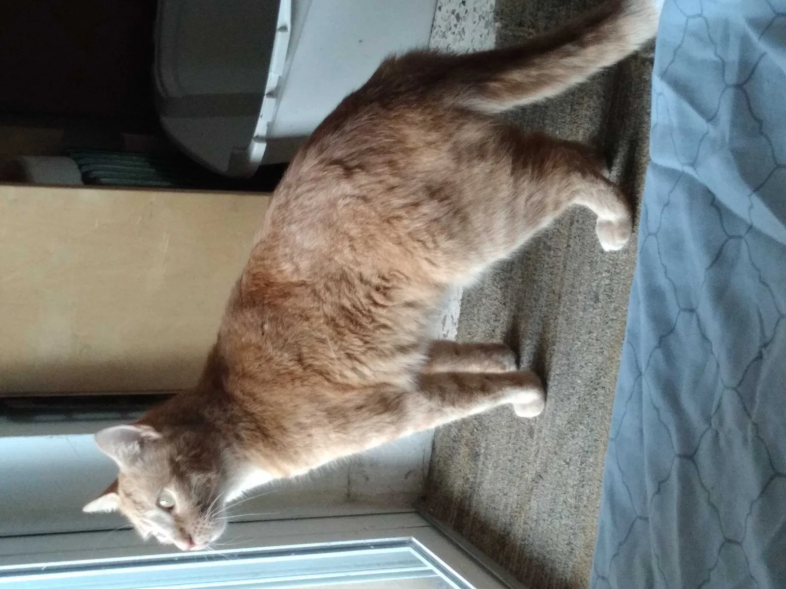 Lost cat in Miami, FL, 33125