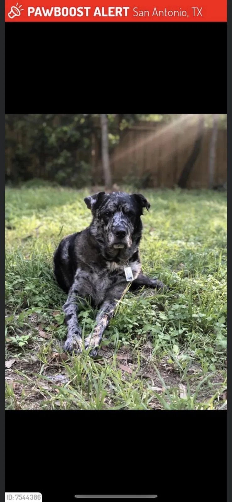 Lost dog in San Antonio, TX, 78233