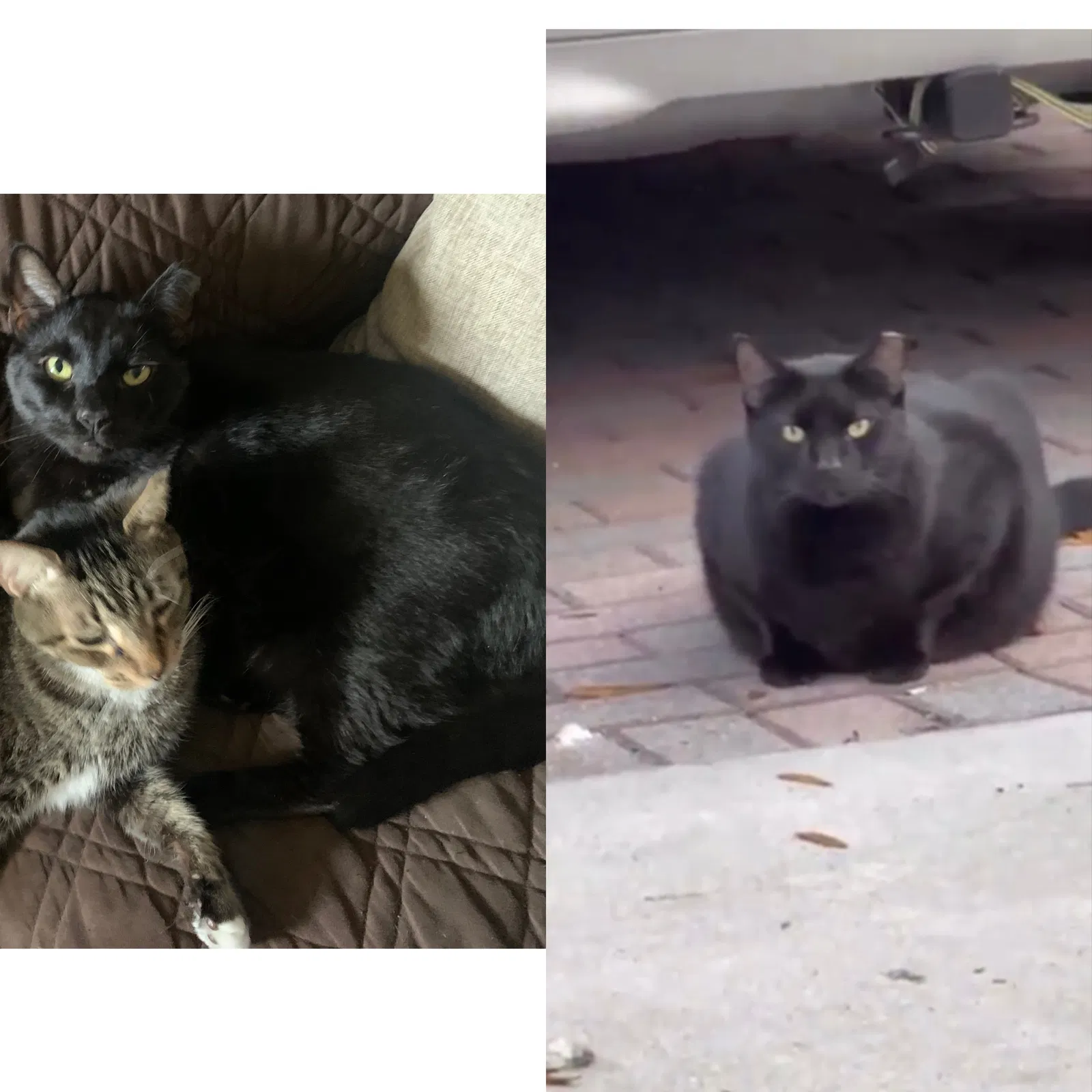 Lost cat in Miami, FL, 33194