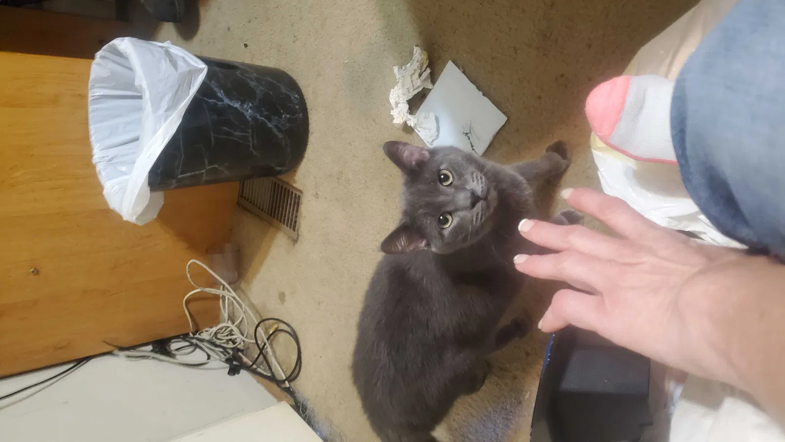 Lost cat in Dickinson, TX, 77539