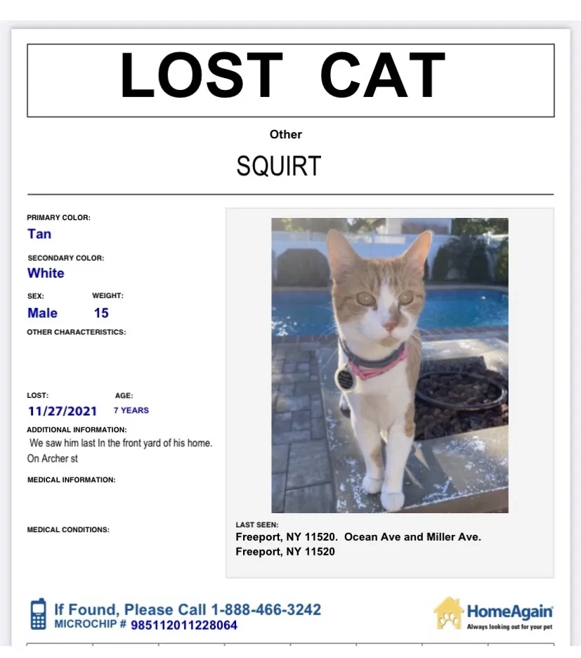 Lost cat in Freeport, NY, 11520