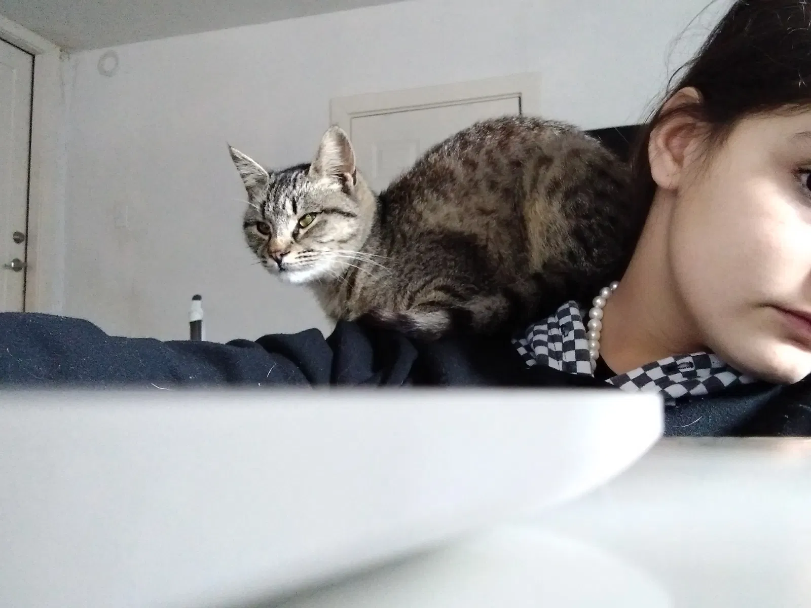 Lost cat in Grass Valley, CA, 95945