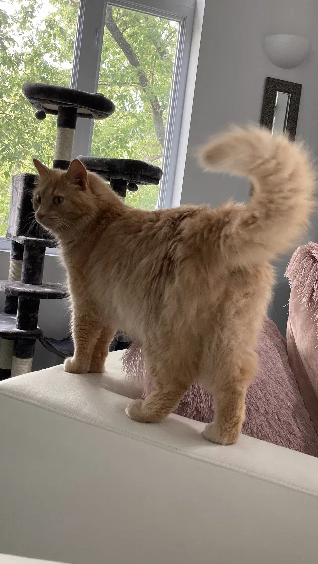 Lost cat in Saint Charles, IL, 60174